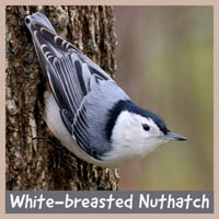White-breasted Nuthatch